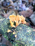  ( - IAvH-TRI-MR057)  @11 [ ] Copyright (2021) Instituto Alexander von Humboldt (IAvH) Instituto de Investigacion de Recursos Biologicos Alexander von Humboldt (IAvH)