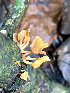  ( - IAvH-TRI-MR057)  @11 [ ] Copyright (2021) Instituto Alexander von Humboldt (IAvH) Instituto de Investigacion de Recursos Biologicos Alexander von Humboldt (IAvH)