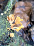  ( - IAvH-TRI-MR057)  @11 [ ] Copyright (2021) Instituto Alexander von Humboldt (IAvH) Instituto de Investigacion de Recursos Biologicos Alexander von Humboldt (IAvH)