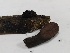  ( - IAvH-TRI-MR067)  @11 [ ] Copyright (2021) Instituto Alexander von Humboldt (IAvH) Instituto de Investigacion de Recursos Biologicos Alexander von Humboldt (IAvH)