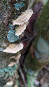  ( - IAvH-TRI-MR073)  @11 [ ] Copyright (2021) Instituto Alexander von Humboldt (IAvH) Instituto de Investigacion de Recursos Biologicos Alexander von Humboldt (IAvH)