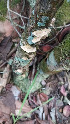  ( - IAvH-TRI-MR073)  @11 [ ] Copyright (2021) Instituto Alexander von Humboldt (IAvH) Instituto de Investigacion de Recursos Biologicos Alexander von Humboldt (IAvH)