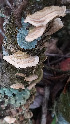  ( - IAvH-TRI-MR073)  @11 [ ] Copyright (2021) Instituto Alexander von Humboldt (IAvH) Instituto de Investigacion de Recursos Biologicos Alexander von Humboldt (IAvH)