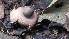  ( - IAvH-TRI-MR101)  @11 [ ] Copyright (2021) Instituto Alexander von Humboldt (IAvH) Instituto de Investigacion de Recursos Biologicos Alexander von Humboldt (IAvH)