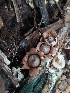  (Geastrum schweinitzii - IAvH-TRI-MR108)  @11 [ ] Copyright (2021) Instituto Alexander von Humboldt (IAvH) Instituto de Investigacion de Recursos Biologicos Alexander von Humboldt (IAvH)