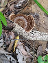 (Trametes variegata - IAvH-TRI-MR115)  @11 [ ] Copyright (2021) Instituto Alexander von Humboldt (IAvH) Instituto de Investigacion de Recursos Biologicos Alexander von Humboldt (IAvH)