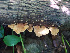  ( - IAvH-TRI-MR145)  @11 [ ] Copyright (2021) Instituto Alexander von Humboldt (IAvH) Instituto de Investigacion de Recursos Biologicos Alexander von Humboldt (IAvH)