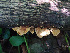  ( - IAvH-TRI-MR145)  @11 [ ] Copyright (2021) Instituto Alexander von Humboldt (IAvH) Instituto de Investigacion de Recursos Biologicos Alexander von Humboldt (IAvH)