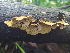  ( - IAvH-TRI-MR145)  @11 [ ] Copyright (2021) Instituto Alexander von Humboldt (IAvH) Instituto de Investigacion de Recursos Biologicos Alexander von Humboldt (IAvH)