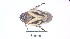  ( - IAvH-TRI-HFC099)  @11 [ ] Copyright (c) (2022) Victor AB Instituto de Investigación de Recursos Biológicos Alexander von Humboldt