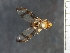  (Xanthacrona tripustulata - IAvH-TRI-DIPG770)  @11 [ ] Copyright (c) (2022) Wilber Lopez Instituto de Investigaciones Alexander von Humboldt (IAvH)