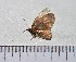  ( - IAvH-TRI-A1074)  @11 [ ] copyright (2022) Instituto de Investigacion Alexander von Humboldt (IAvH). Instituto de Investigacion Alexander von Humboldt (IAvH).