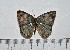  ( - IAvH-TRI-A1134)  @11 [ ] copyright (2022) Instituto de Investigacion Alexander von Humboldt (IAvH). Instituto de Investigacion Alexander von Humboldt (IAvH).