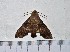  ( - IAvH-TRI-A2146)  @11 [ ] copyright (2022) Instituto de Investigacion Alexander von Humboldt (IAvH). Instituto de Investigacion Alexander von Humboldt (IAvH).