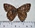  (Amphidecta - IAvH-TRI-A2610)  @11 [ ] copyright (2022) Instituto de Investigacion Alexander von Humboldt (IAvH). Instituto de Investigacion Alexander von Humboldt (IAvH).