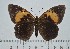  ( - IAvH-TRI-A725)  @11 [ ] copyright (2022) Instituto de Investigacion Alexander von Humboldt (IAvH). Instituto de Investigacion Alexander von Humboldt (IAvH).