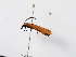  ( - IAvH-TRI-NGR-412)  @11 [ ] by-nc-sa (2021) Unspecified IAvH (Instituto Alexander von Humboldt)