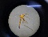  ( - IAvH-TRI-JCM0187)  @11 [ ] Copyright (2022) Instituto de Investigacion Alexander von Humboldt (IAvH) Instituto de Investigacion Alexander von Humboldt (IAvH)