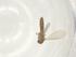  (Micropygomyia atroclavata - CBG-A03490-A12)  @11 [ ] CreativeCommons - Attribution (2023) Centre for Biodiversity Genomics Centre for Biodiversity Genomics