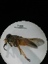  ( - MALASA2-E19-HYM-AO-066.1)  @11 [ ] Copyright (2023) Instituto de Investigacion Alexander von Humboldt (IAvH) Instituto de Investigacion Alexander von Humboldt (IAvH)