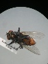  ( - IAvH-TRI-MAL224-DIP-0063.1)  @11 [ ] Copyright (2023) Instituto de Investigacion Alexander von Humboldt (IAvH) Instituto de Investigacion Alexander von Humboldt (IAvH)