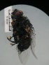  ( - IAvH-TRI-MAL224-DIP-0063.5)  @11 [ ] Copyright (2023) Instituto de Investigacion Alexander von Humboldt (IAvH) Instituto de Investigacion Alexander von Humboldt (IAvH)