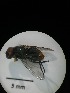  ( - IAvH-TRI-MAL215-DIP-0122.2)  @11 [ ] Copyright (2023) Instituto de Investigacion Alexander von Humboldt (IAvH) Instituto de Investigacion Alexander von Humboldt (IAvH)