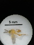  ( - IAvH-TRI-MAL212-HYM-0001.2)  @11 [ ] Copyright (2023) Instituto de Investigacion Alexander von Humboldt (IAvH) Instituto de Investigacion Alexander von Humboldt (IAvH)