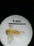  ( - IAvH-TRI-MAL212-HYM-0001.3)  @11 [ ] Copyright (2023) Instituto de Investigacion Alexander von Humboldt (IAvH) Instituto de Investigacion Alexander von Humboldt (IAvH)