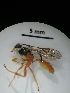  ( - IAvH-TRI-MAL212-HYM-0007.1)  @11 [ ] Copyright (2023) Instituto de Investigacion Alexander von Humboldt (IAvH) Instituto de Investigacion Alexander von Humboldt (IAvH)