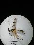  ( - IAvH-TRI-MAL206-HYM-0129.5)  @11 [ ] Copyright (2023) Instituto de Investigacion Alexander von Humboldt (IAvH) Instituto de Investigacion Alexander von Humboldt (IAvH)
