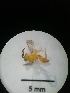  ( - IAvH-TRI-MAL206-HYM-0134.1)  @11 [ ] Copyright (2023) Instituto de Investigacion Alexander von Humboldt (IAvH) Instituto de Investigacion Alexander von Humboldt (IAvH)