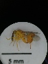  ( - IAvH-TRI-MAL215-HYM-0252.4)  @11 [ ] Copyright (2023) Instituto de Investigacion Alexander von Humboldt (IAvH) Instituto de Investigacion Alexander von Humboldt (IAvH)
