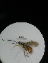  ( - IAvH-TRI-MAL216-HYM-0268.1)  @11 [ ] Copyright (2023) Instituto de Investigacion Alexander von Humboldt (IAvH) Instituto de Investigacion Alexander von Humboldt (IAvH)