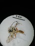  ( - IAvH-TRI-MAL208-HYM-0291.1)  @11 [ ] Copyright (2023) Instituto de Investigacion Alexander von Humboldt (IAvH) Instituto de Investigacion Alexander von Humboldt (IAvH)
