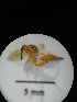  ( - IAvH-TRI-MAL208-HYM-0293.1)  @11 [ ] Copyright (2023) Instituto de Investigacion Alexander von Humboldt (IAvH) Instituto de Investigacion Alexander von Humboldt (IAvH)