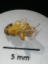  ( - IAvH-TRI-MAL209-HYM-0302.4)  @11 [ ] Copyright (2023) Instituto de Investigacion Alexander von Humboldt (IAvH) Instituto de Investigacion Alexander von Humboldt (IAvH)