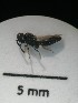  ( - IAvH-TRI-MAL209-HYM-0302.4)  @11 [ ] Copyright (2023) Instituto de Investigacion Alexander von Humboldt (IAvH) Instituto de Investigacion Alexander von Humboldt (IAvH)