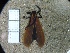  ( - IAvH-TRI-ALH-G286)  @11 [ ] Copyright (2022) Instituto de Investigaciones Alexander von Humboldt (IAvH) Instituto de Investigaciones Alexander von Humboldt (IAvH)