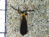  (Platerodini - IAvH-TRI-ALH-G681)  @11 [ ] Copyright (2022) Instituto de Investigaciones Alexander von Humboldt (IAvH) Instituto de Investigaciones Alexander von Humboldt (IAvH)