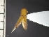  ( - IAvH-TRI-ALH-G779)  @11 [ ] Copyright (2022) Instituto de Investigaciones Alexander von Humboldt (IAvH) Instituto de Investigaciones Alexander von Humboldt (IAvH)