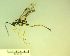  ( - IAvH-TRI-MAL210-HYM-0309.3)  @11 [ ] Copyright (2023) Instituto de Investigacion Alexander von Humboldt (IAvH) Instituto de Investigacion Alexander von Humboldt (IAvH)