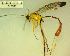  ( - IAvH-TRI-MAL211-HYM-0017.3)  @11 [ ] Copyright (2023) Instituto de Investigacion Alexander von Humboldt (IAvH) Instituto de Investigacion Alexander von Humboldt (IAvH)