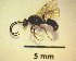  (Agriocleptes - IAvH-TRI-MAL213-HEM-0121)  @11 [ ] Copyright (2023) Instituto de Investigacion Alexander von Humboldt (IAvH) Instituto de Investigacion Alexander von Humboldt (IAvH)