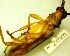  ( - IAvH-TRI-MAL218-COL-0224.2)  @11 [ ] Copyright (2023) Instituto de Investigacion Alexander von Humboldt (IAvH) Instituto de Investigacion Alexander von Humboldt (IAvH)