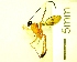  ( - IAvH-TRI-MAL221-HYM-0230.5)  @11 [ ] Copyright (2023) Instituto de Investigacion Alexander von Humboldt (IAvH) Instituto de Investigacion Alexander von Humboldt (IAvH)