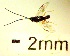  ( - IAvH-TRI-MAL223-HYM-0098.2)  @11 [ ] Copyright (2023) Instituto de Investigacion Alexander von Humboldt (IAvH) Instituto de Investigacion Alexander von Humboldt (IAvH)