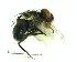  ( - IAvH-TRI-MAL226-DIP-0179.2)  @11 [ ] Copyright (2023) Instituto de Investigacion Alexander von Humboldt (IAvH) Instituto de Investigacion Alexander von Humboldt (IAvH)