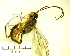  ( - IAvH-TRI-MAL226-HYM-0369.1)  @11 [ ] Copyright (2023) Instituto de Investigacion Alexander von Humboldt (IAvH) Instituto de Investigacion Alexander von Humboldt (IAvH)