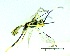  ( - IAvH-TRI-MAL227-HYM-0375.5)  @11 [ ] Copyright (2023) Instituto de Investigacion Alexander von Humboldt (IAvH) Instituto de Investigacion Alexander von Humboldt (IAvH)